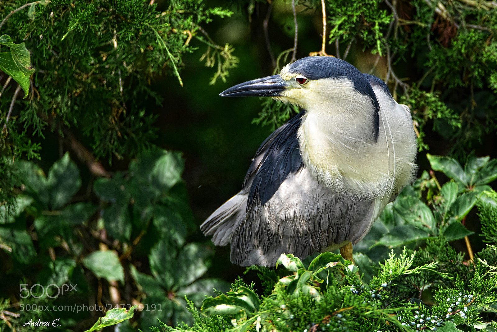 Nikon D7200 sample photo. Adult black crowned night photography