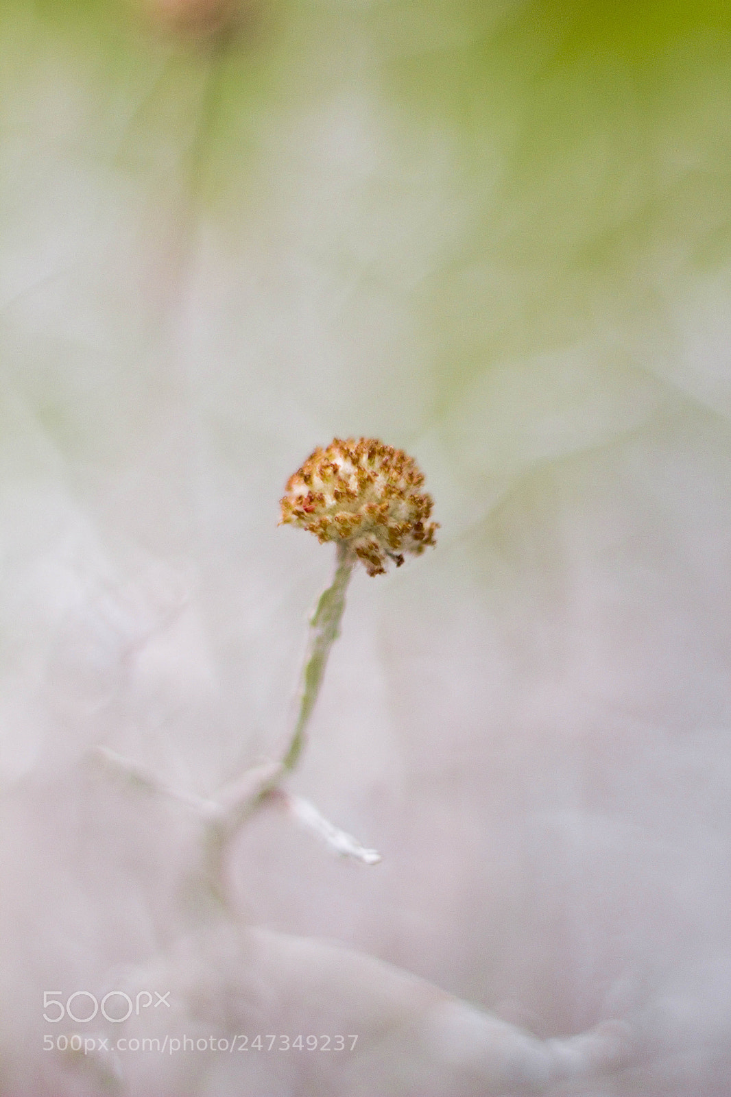 Canon EOS 60D sample photo. 9 photography