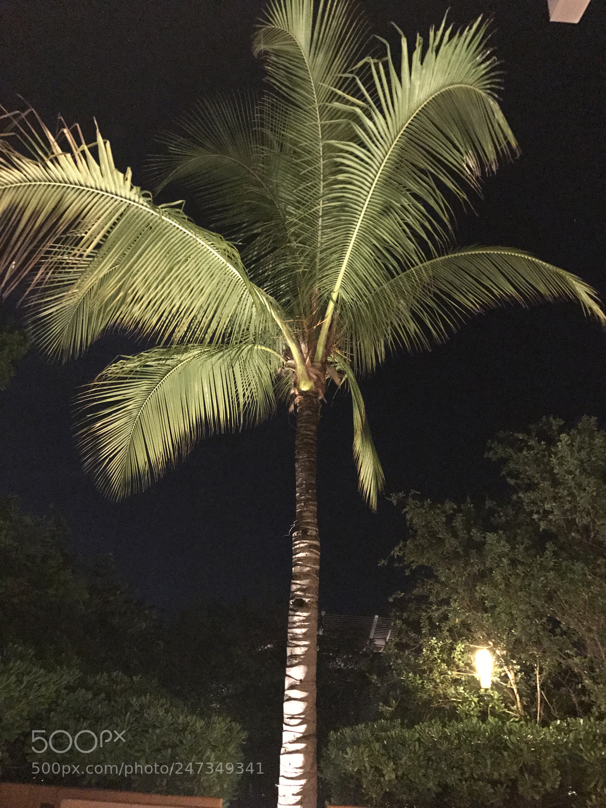 Apple iPhone 7 Plus sample photo. Palms photography