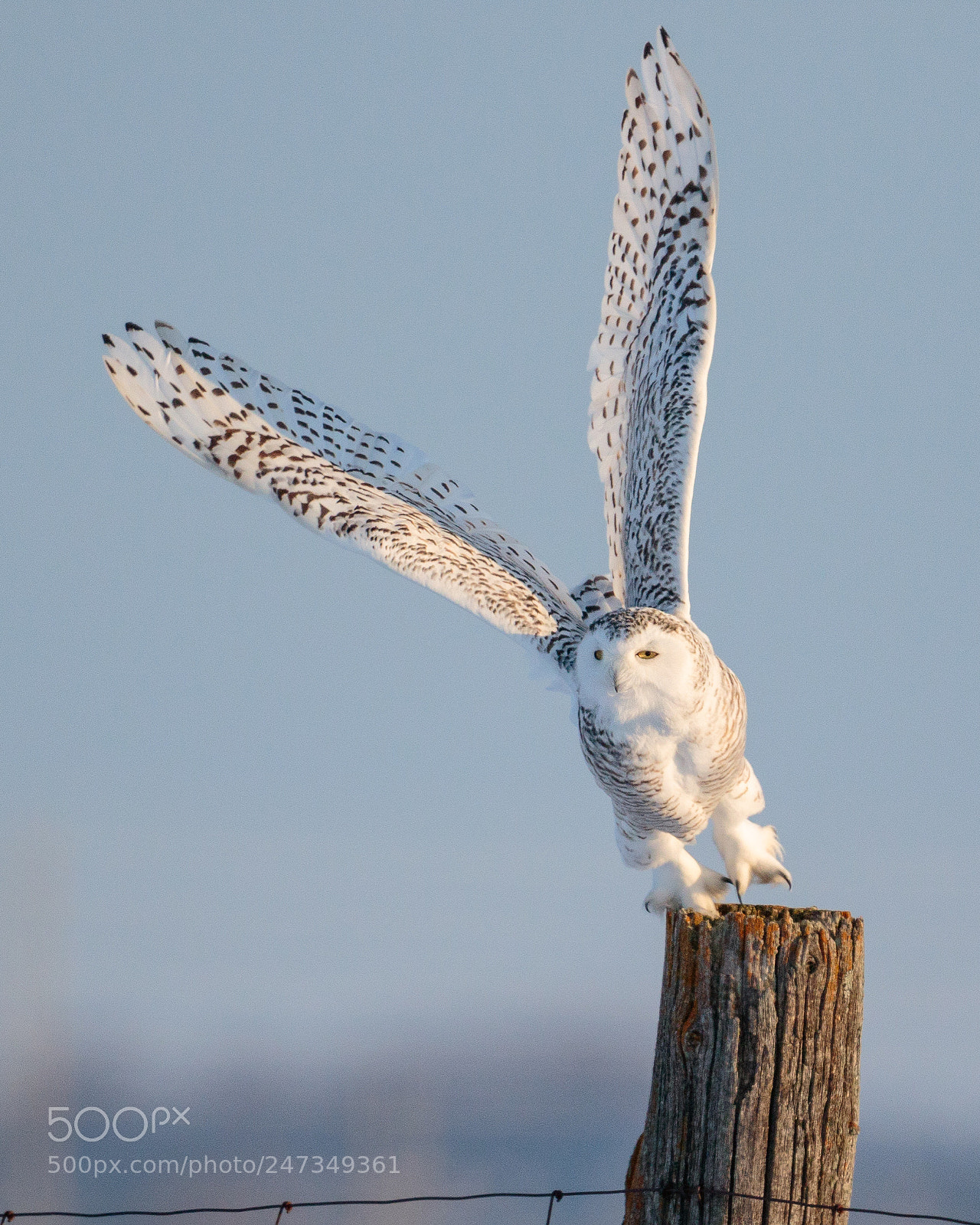 Canon EOS 7D Mark II sample photo. Female snowy owl takes photography