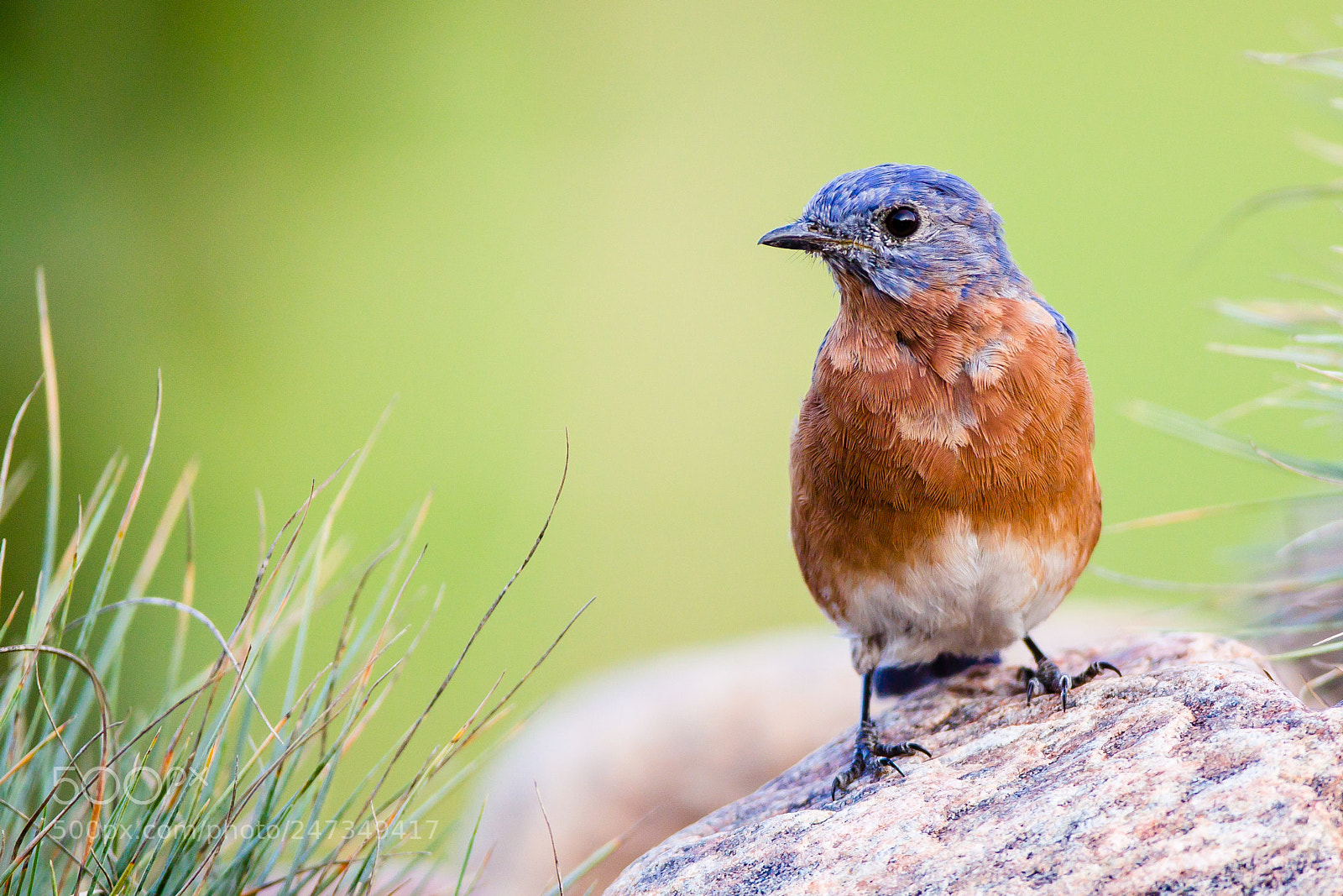 Canon EOS-1D Mark IV sample photo. Eastern bluebird photography