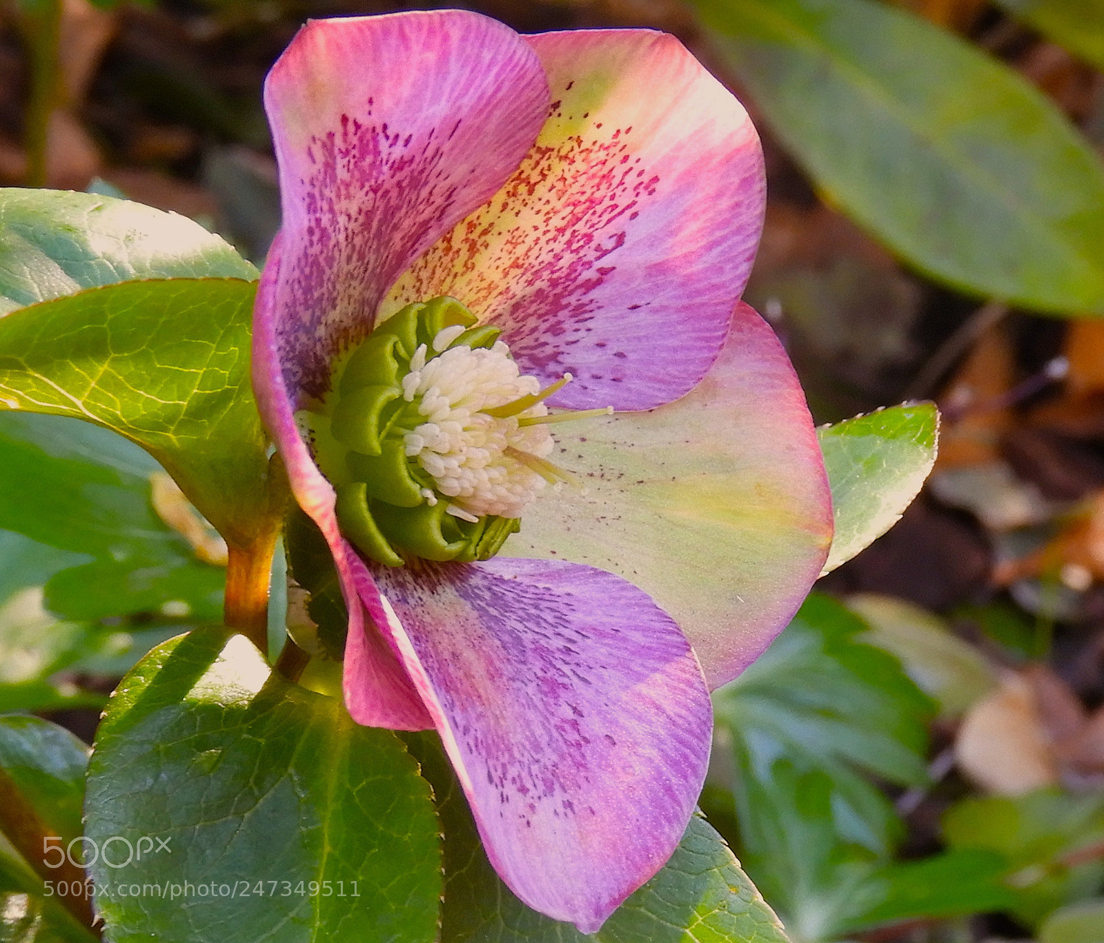 Nikon Coolpix B700 sample photo. Flower portrait photography