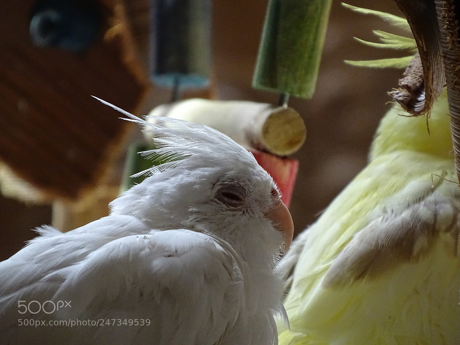 Sony Cyber-shot DSC-HX400V sample photo. Dsc photography