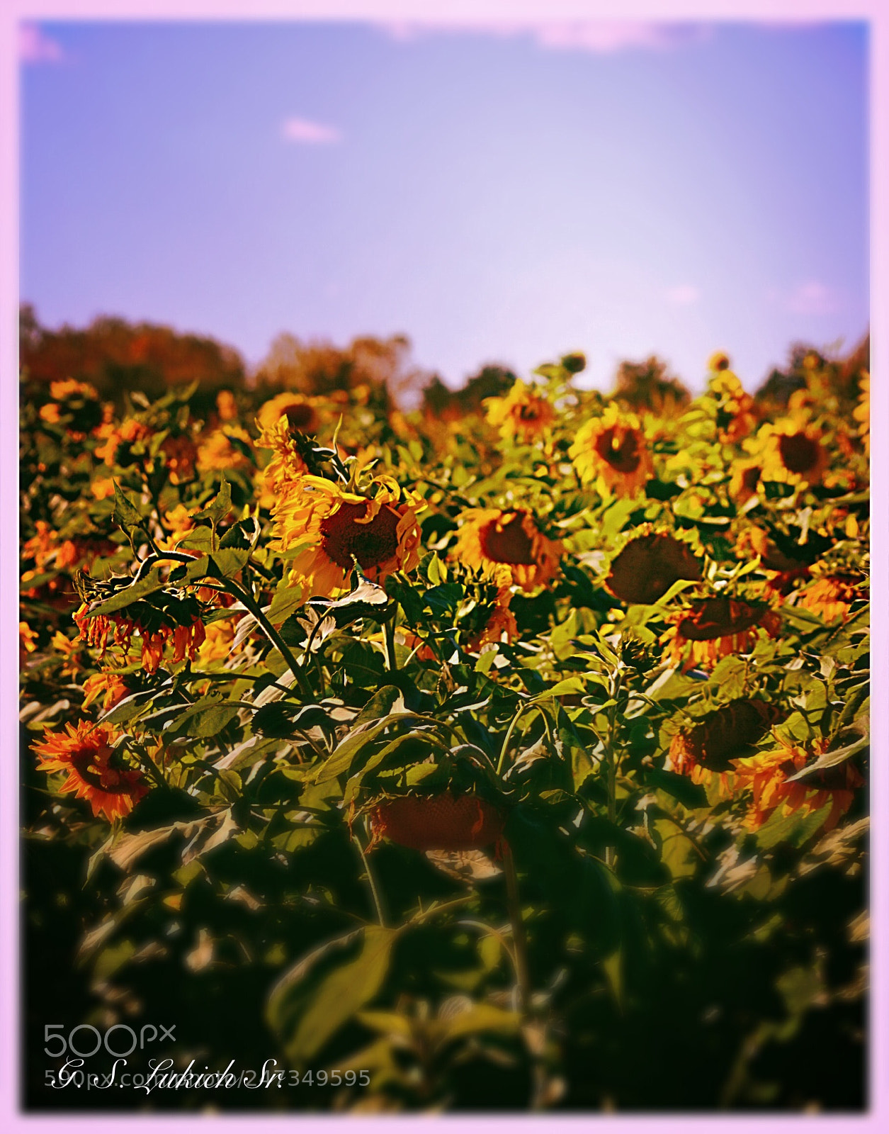Nikon D5200 sample photo. Sun flowers in season photography