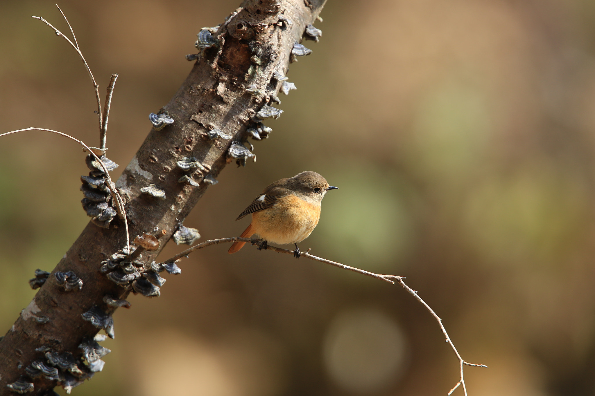 Canon EOS 7D Mark II + Canon EF 400mm F2.8L IS USM sample photo. Daurian redstart ♀ ジョウビタキ photography