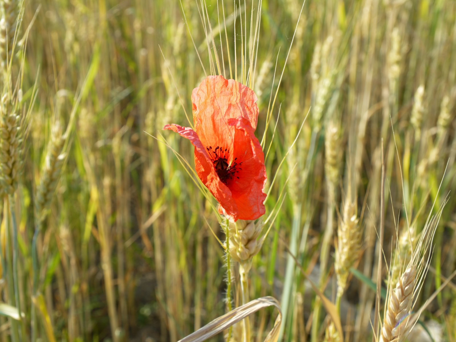 Panasonic Lumix DMC-L10 sample photo. Gold and red photography