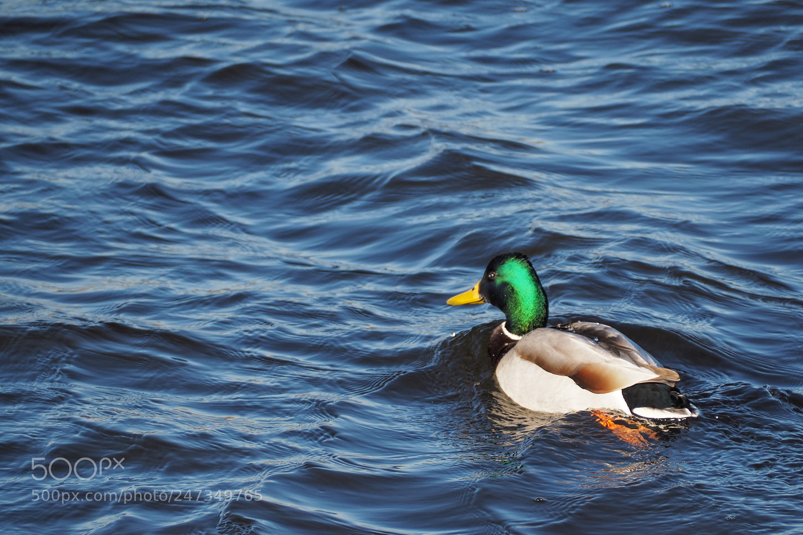 Olympus OM-D E-M10 II sample photo. Duck photography