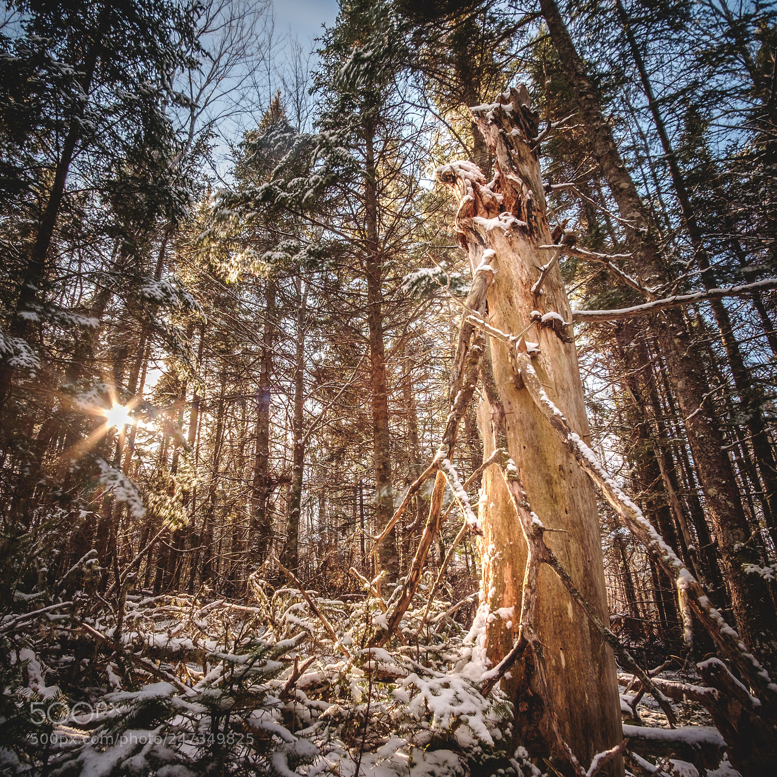 Fujifilm X-T1 sample photo. In the woods photography
