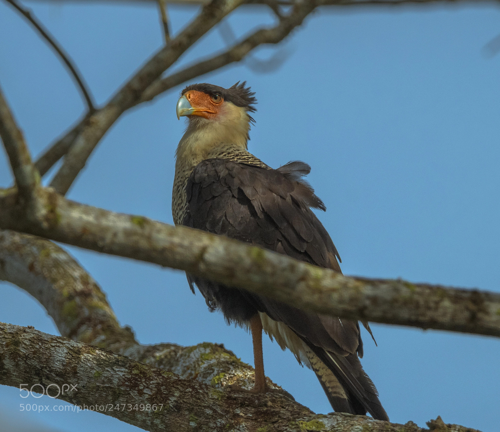 Nikon D850 sample photo. Crested caracara photography