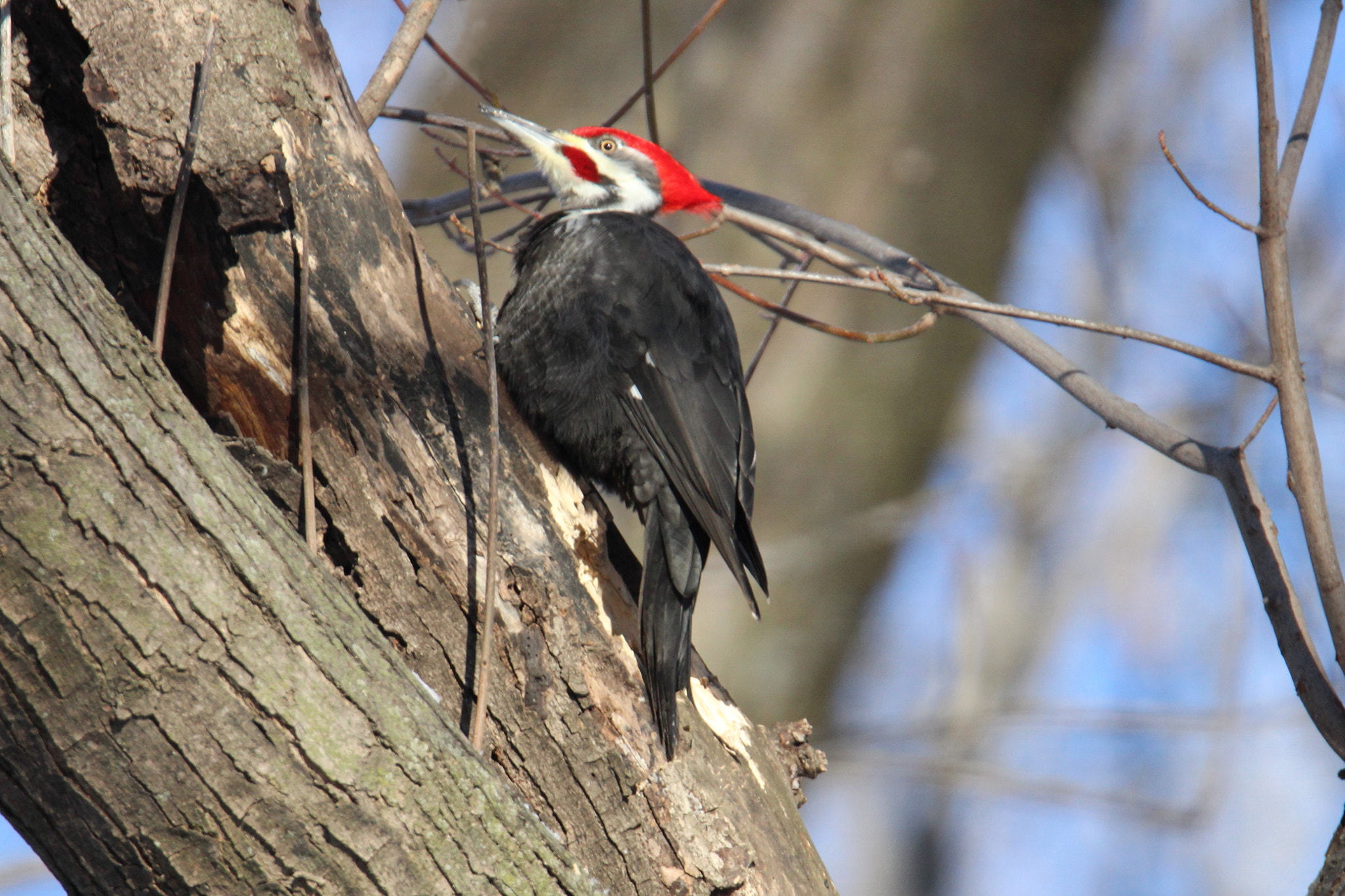 Canon EOS 600D (Rebel EOS T3i / EOS Kiss X5) + Tamron SP 150-600mm F5-6.3 Di VC USD sample photo. Pileated woodpecker photography