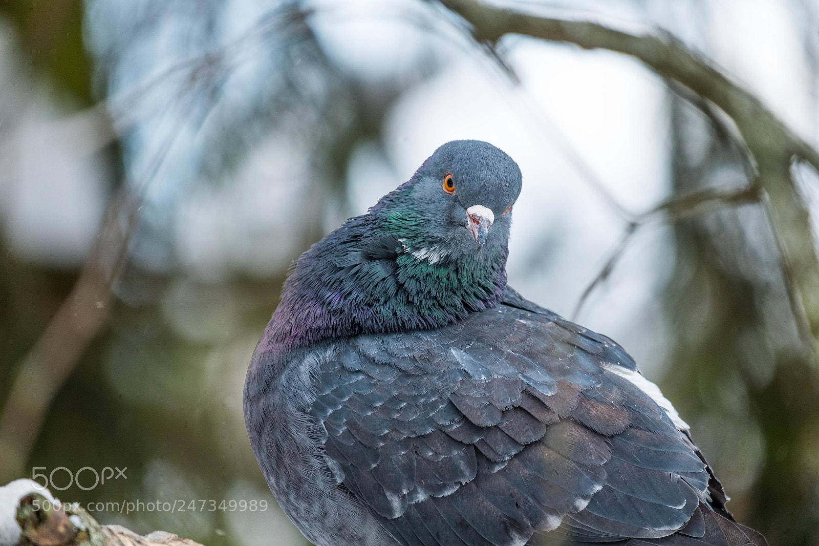 Fujifilm X-M1 sample photo. Pigeon photography