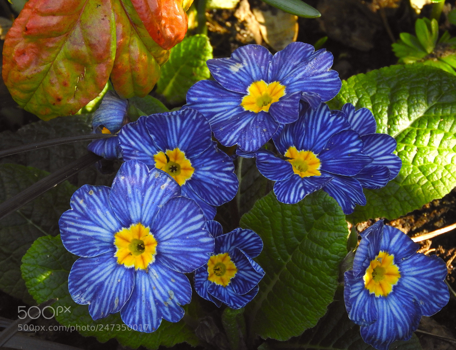 Nikon Coolpix B700 sample photo. Flower portrait 2 photography