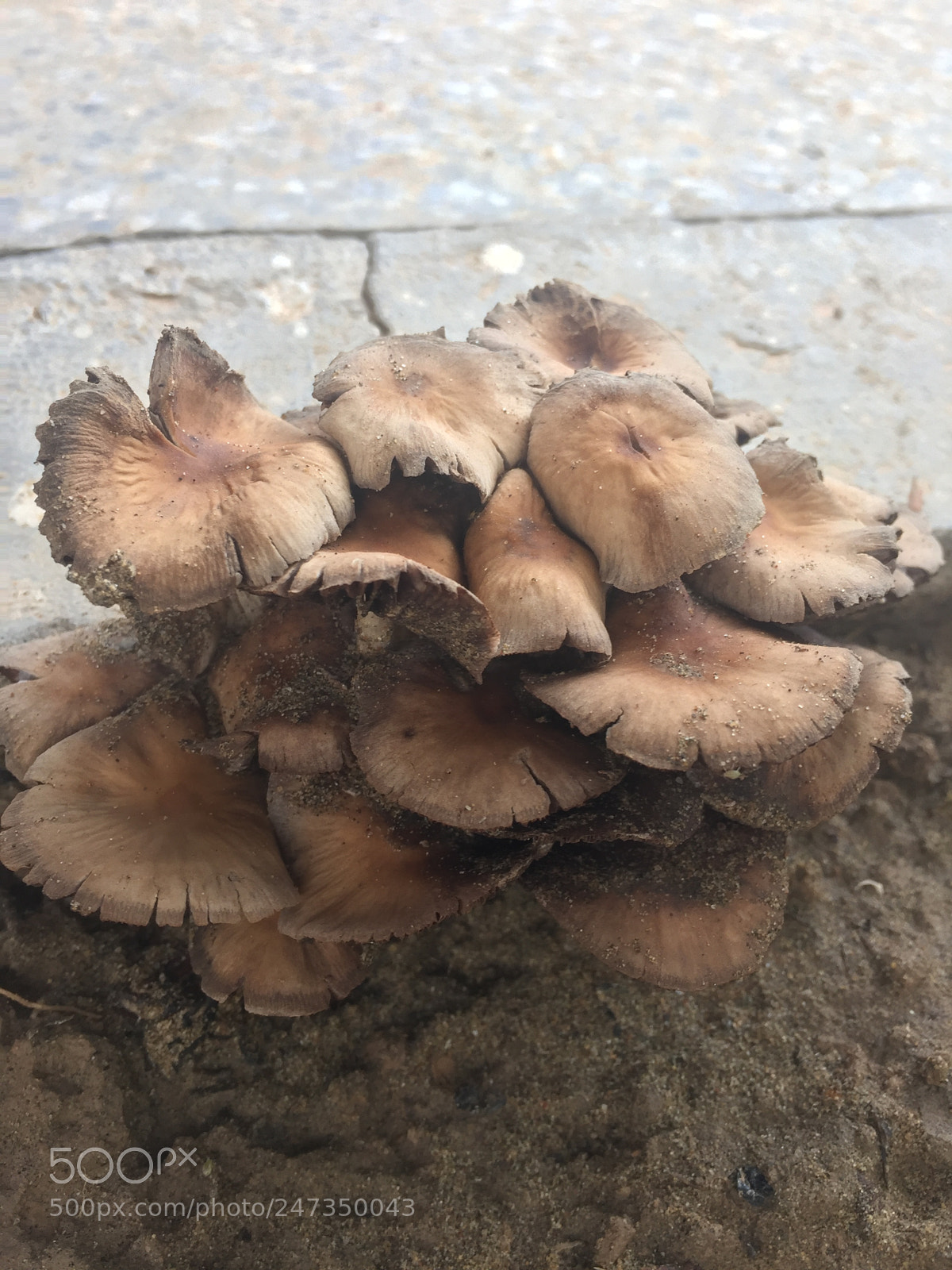 Apple iPhone 6 Plus sample photo. Mushroom photography