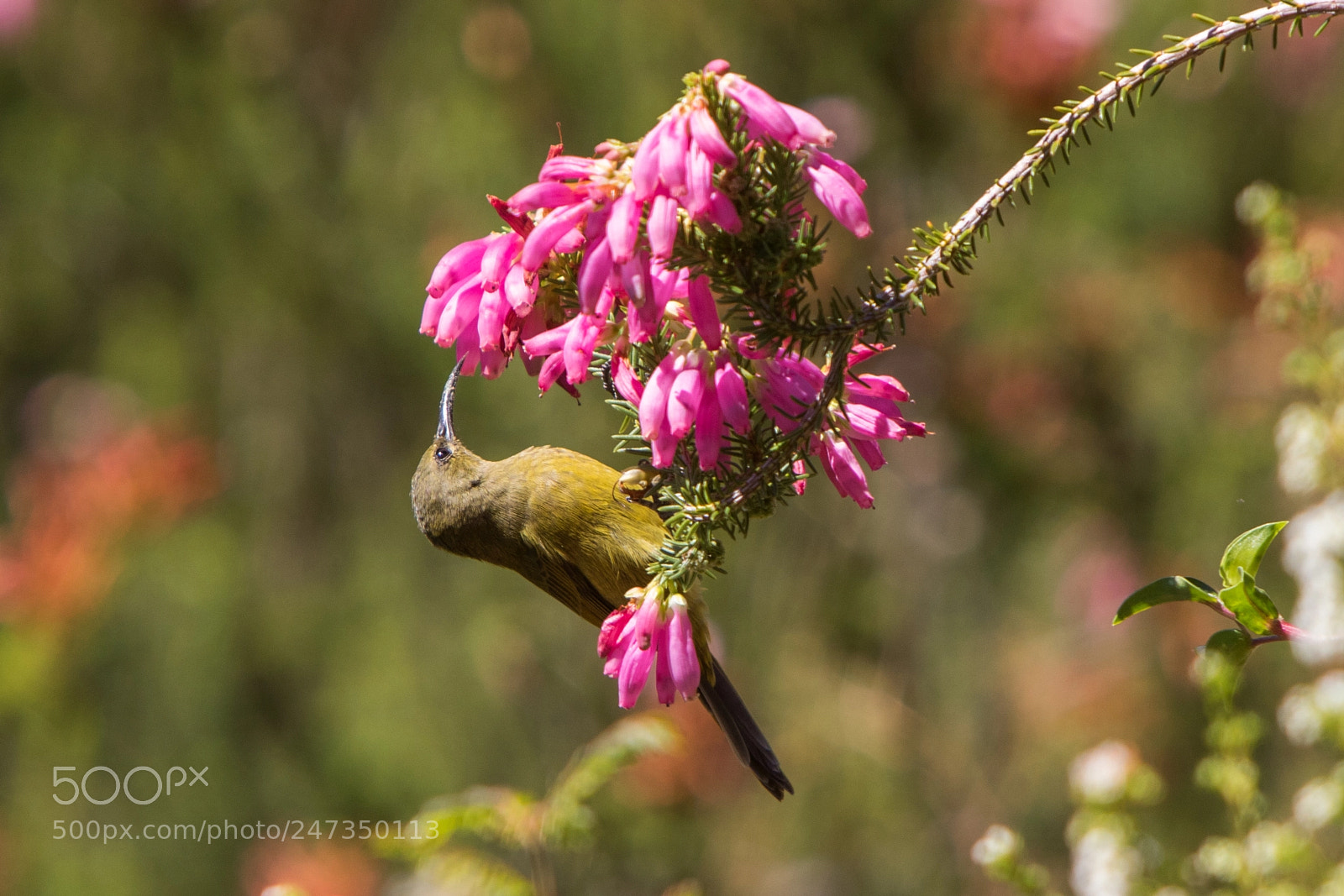 Canon EOS 7D Mark II sample photo. Sunbird, kirstenbosch cape town photography