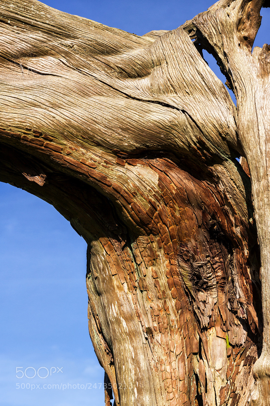 Canon EOS 50D sample photo. Nature of beauty photography