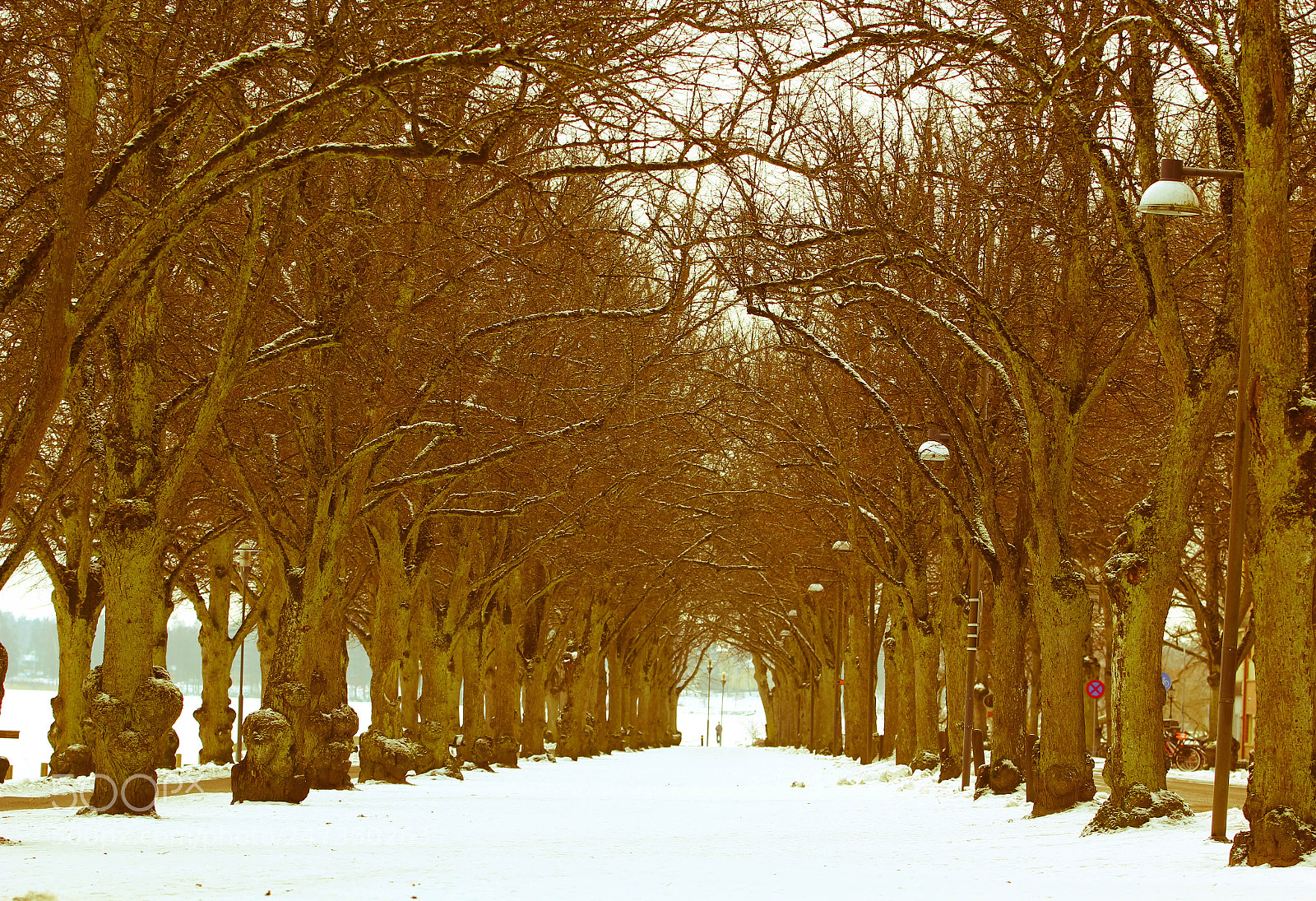 Canon EOS 60D sample photo. Snowing trees ⛄️ photography