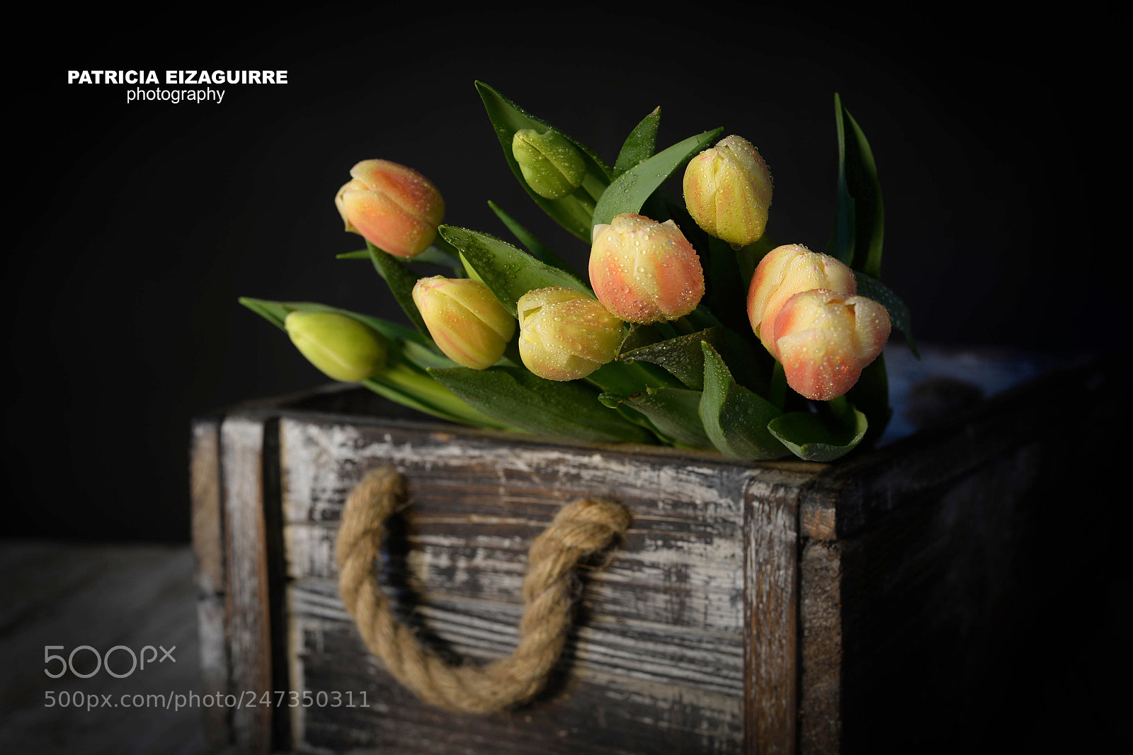 Nikon D610 sample photo. Tulipa photography