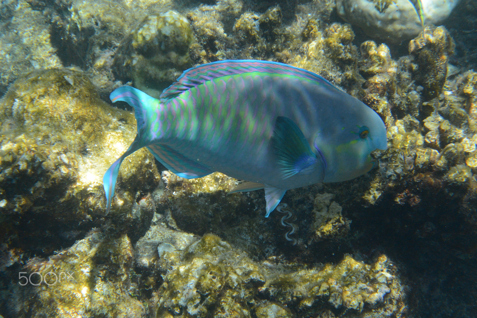 Nikon 1 AW1 sample photo. Parrot_fish photography