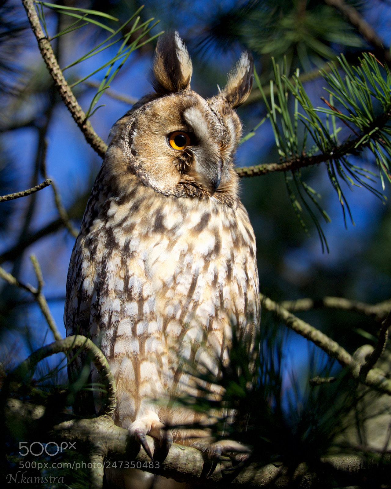 Olympus OM-D E-M10 II sample photo. A little owl photography