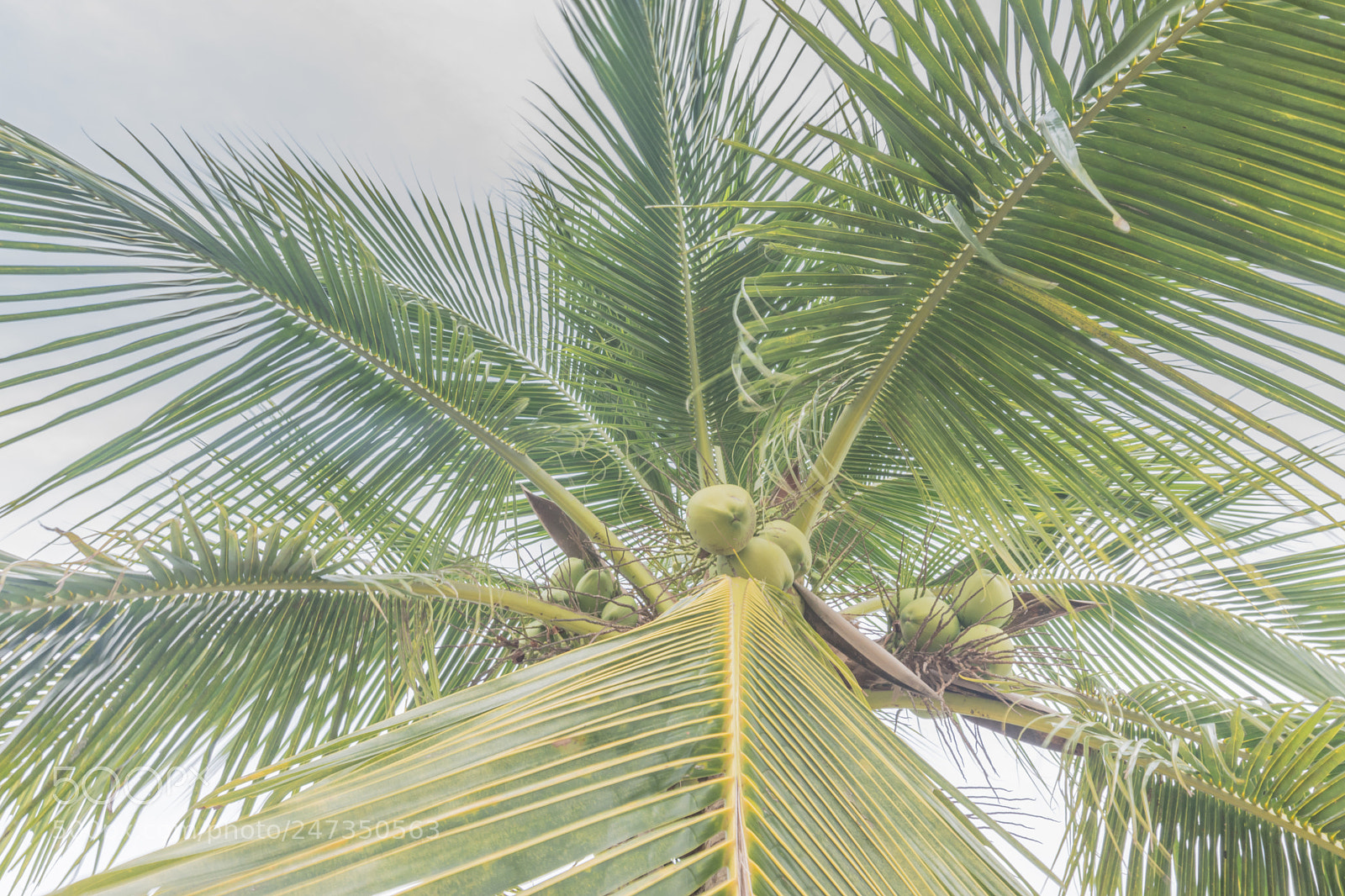 Nikon D7200 sample photo. Coconut palm tree. photography