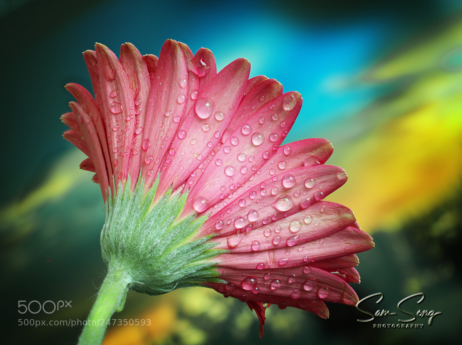 Olympus OM-D E-M10 III sample photo. Gerbera photography