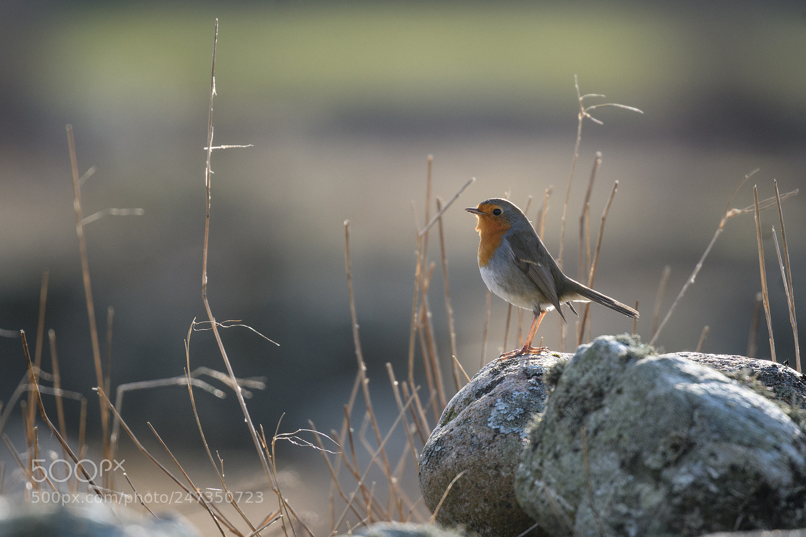 Nikon D500 sample photo. Robin photography
