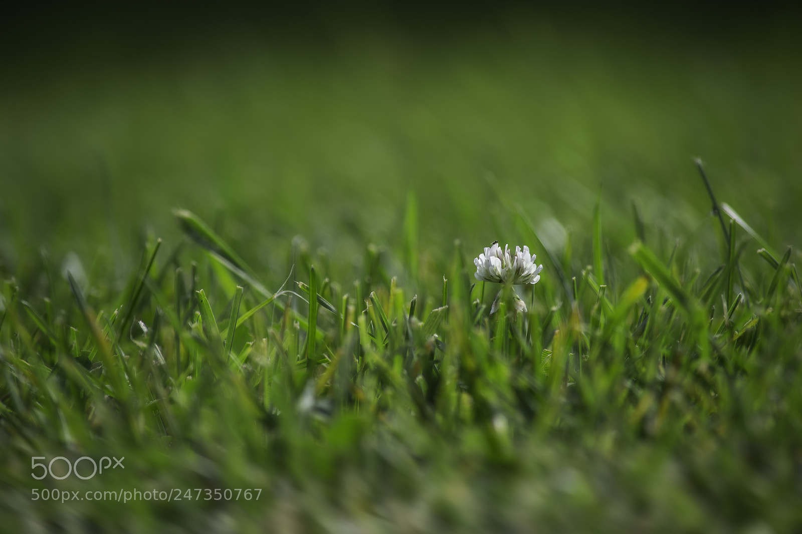 Nikon D3100 sample photo. Flower photography