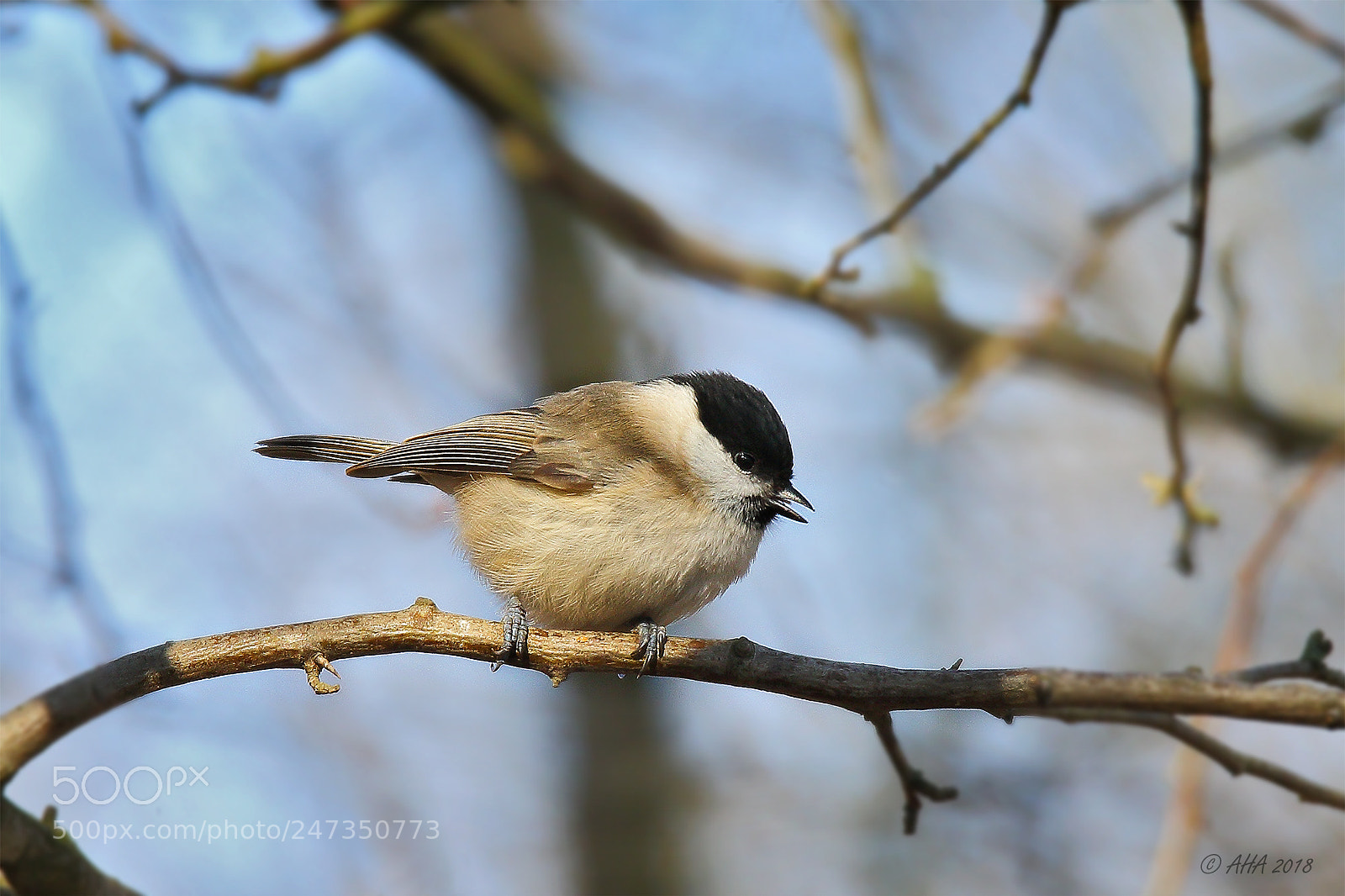 Canon EOS 7D Mark II sample photo. Marsh tit photography