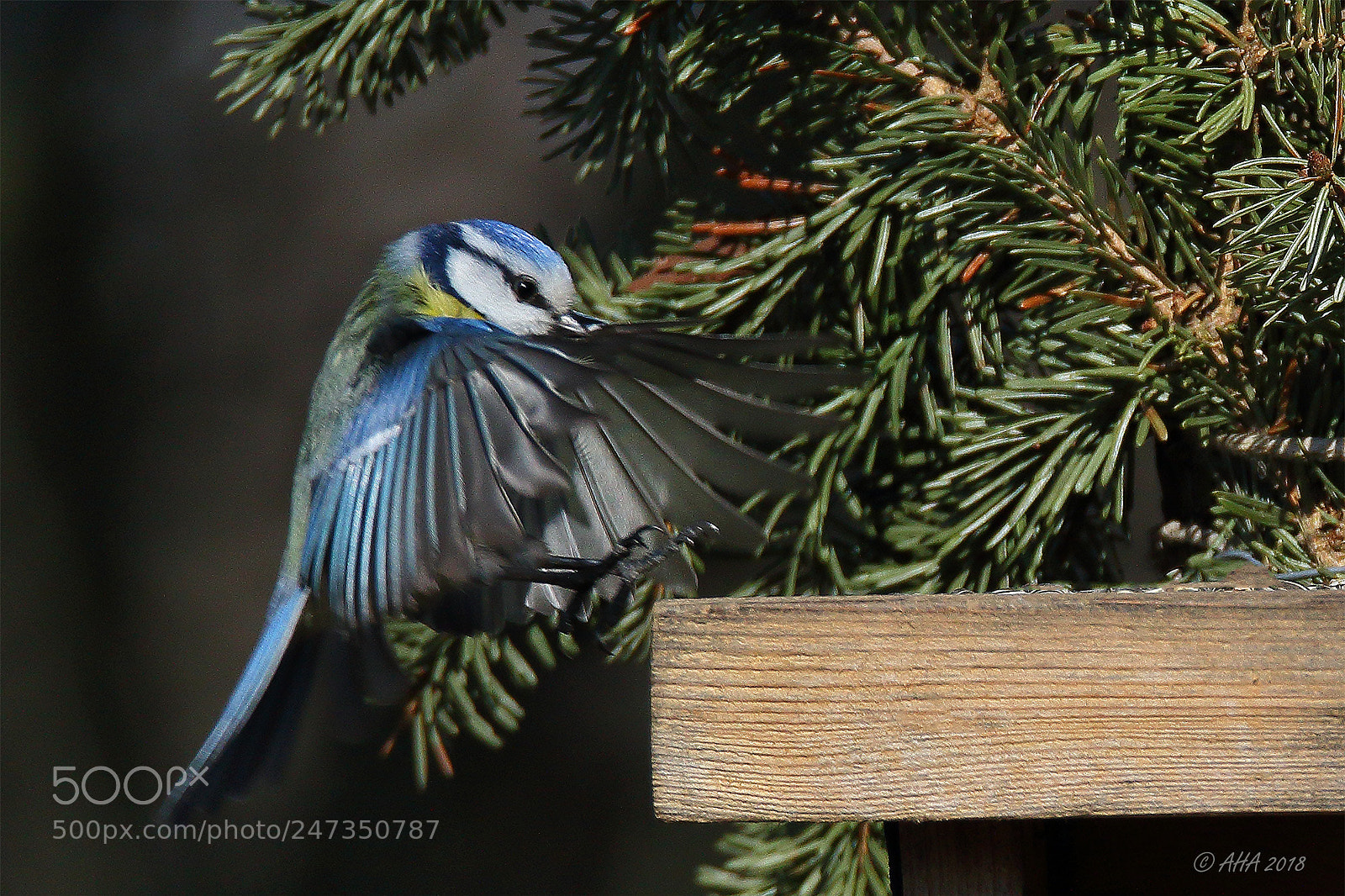 Canon EOS 7D Mark II sample photo. Blue tit landing photography