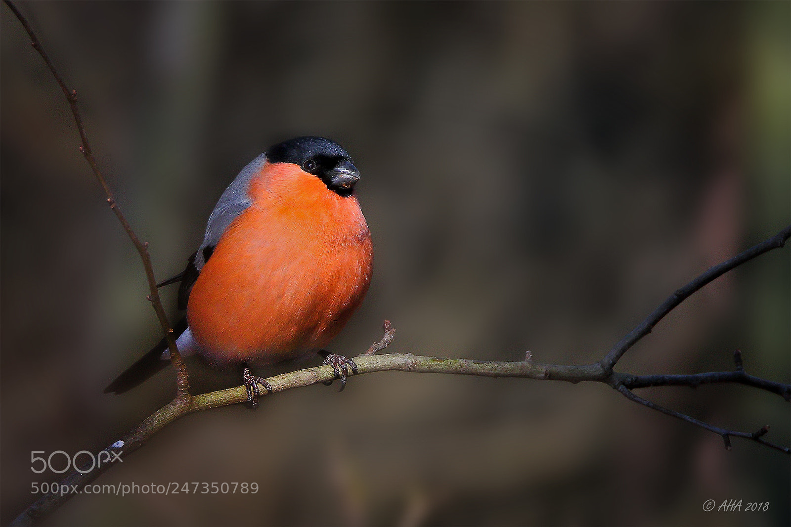 Canon EOS 7D Mark II sample photo. Bull finch (male) photography