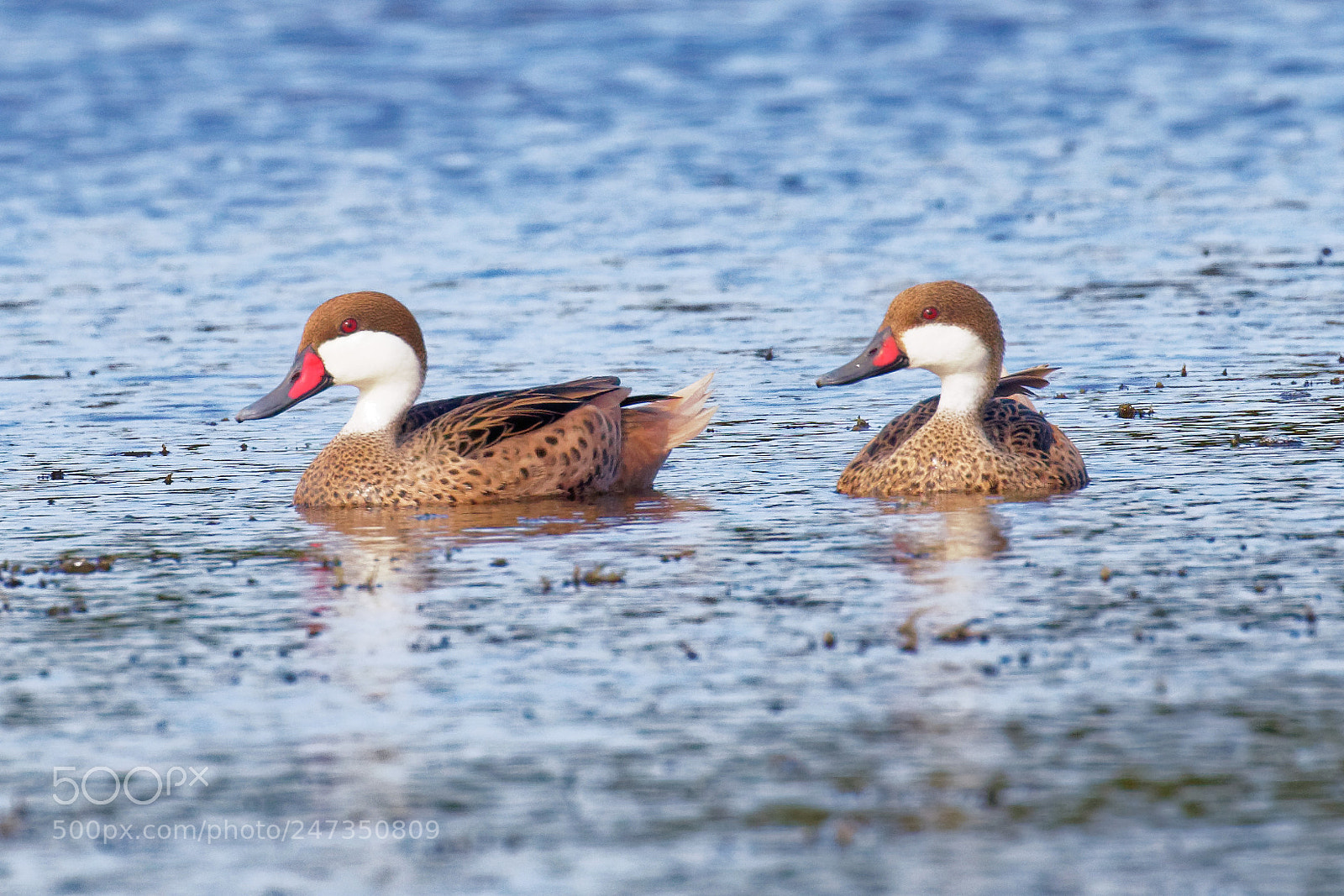Canon EOS 7D Mark II sample photo. White cheeked pintails photography