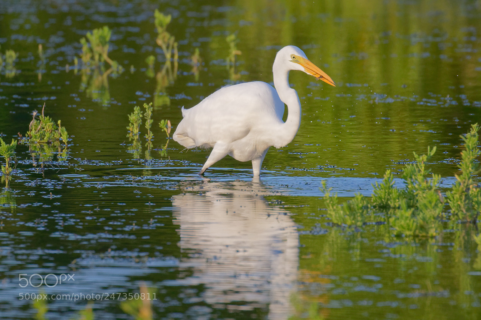 Canon EOS 7D Mark II sample photo. Great white egret photography