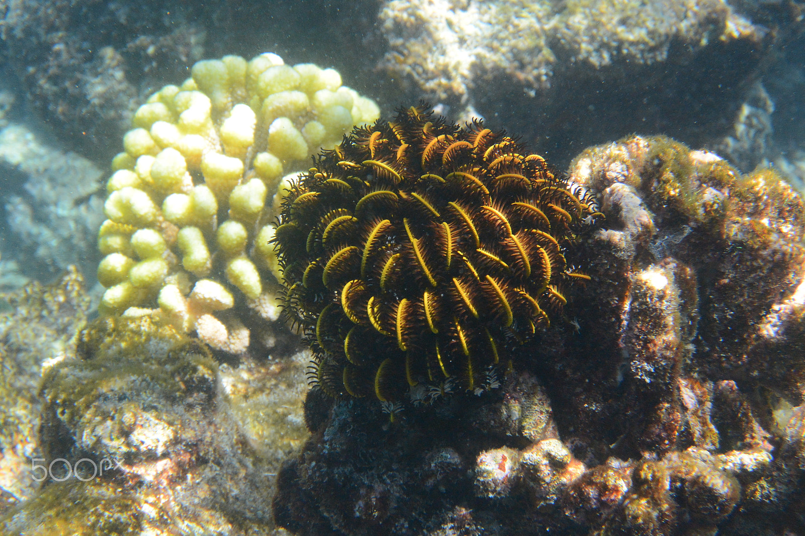 Nikon 1 AW1 sample photo. Corals photography