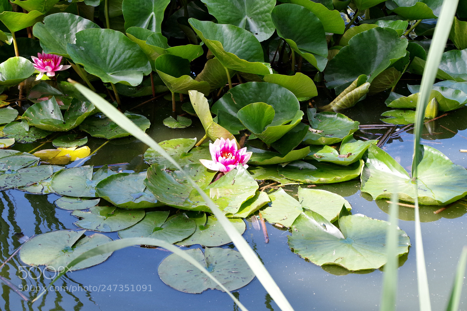 Pentax K-S2 sample photo. Untitled photography