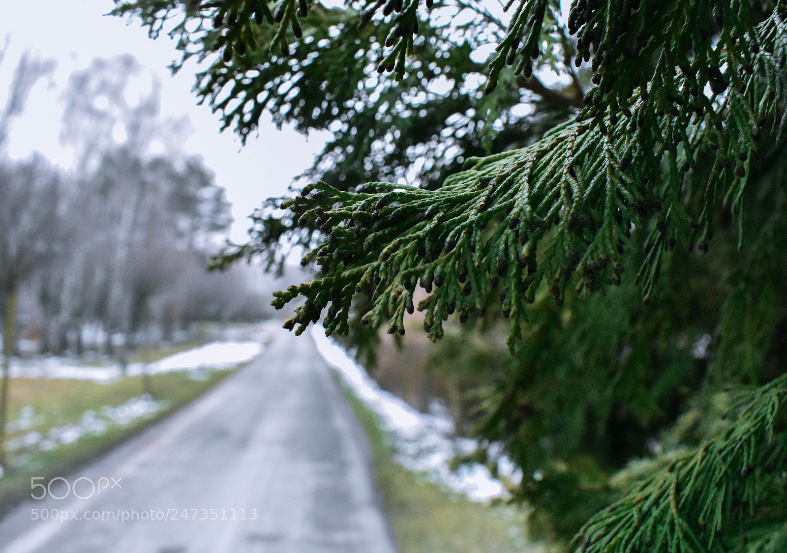 Nikon D3400 sample photo. Tree photography