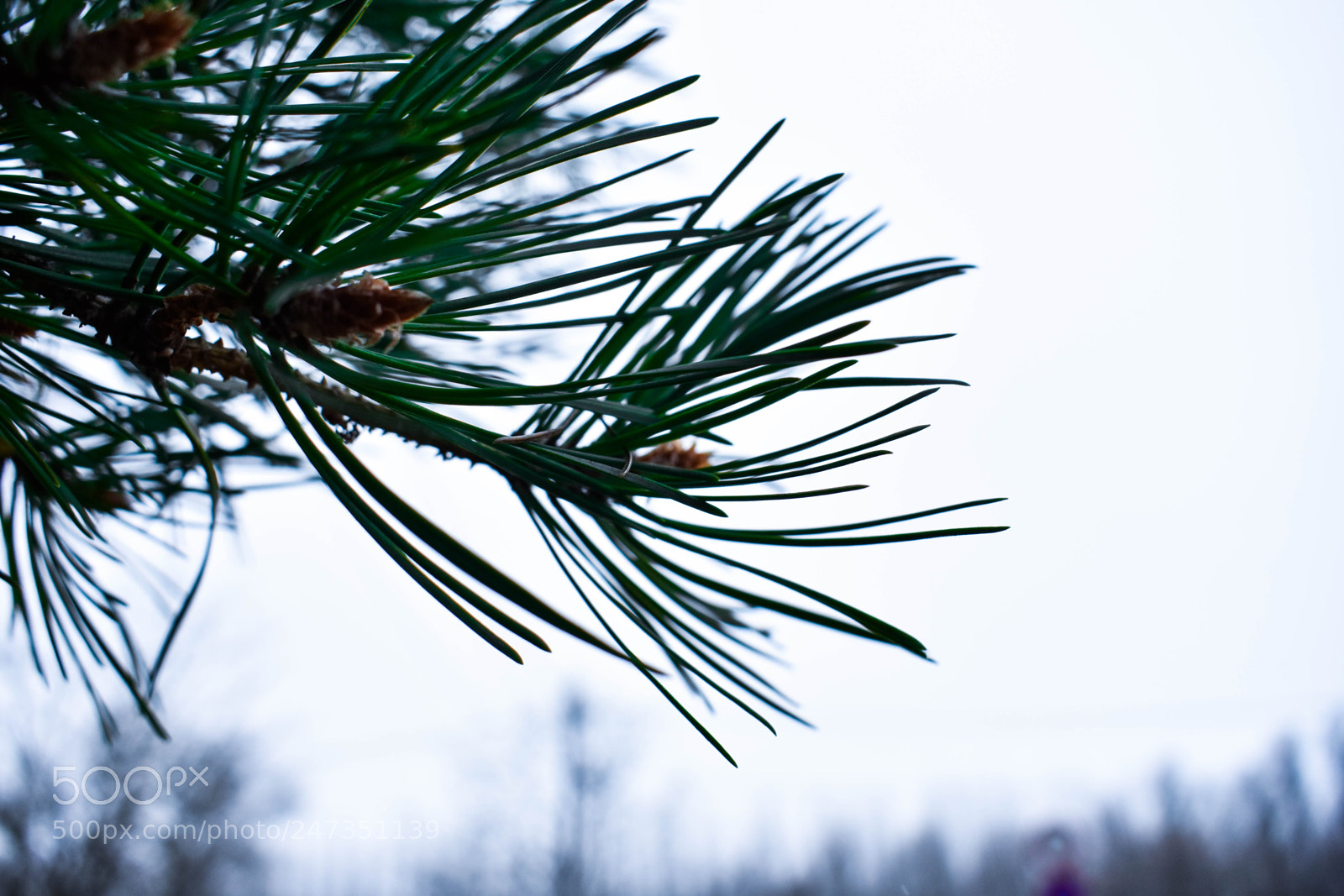Nikon D3400 sample photo. Pine close to photography
