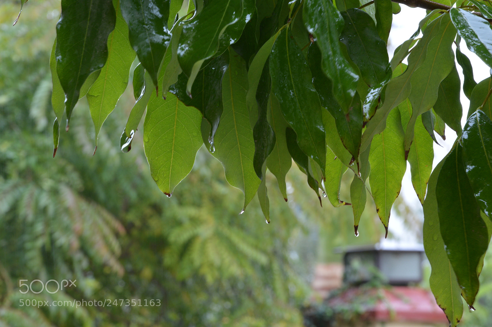 Nikon D3200 sample photo. Wet dripping leaves photography