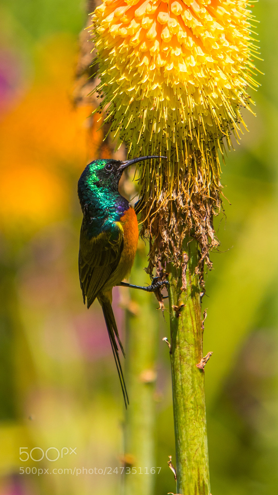 Canon EOS 7D Mark II sample photo. Orange breasted sunbird, kirstenbosch photography