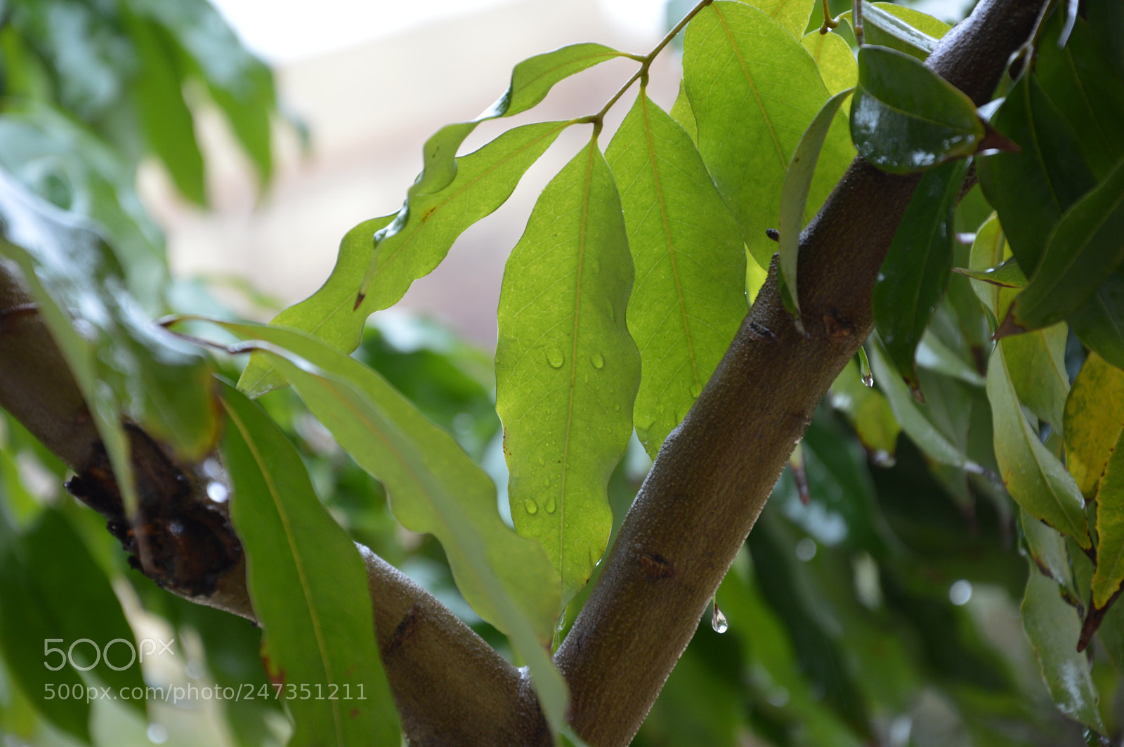 Nikon D3200 sample photo. Rainy day photography