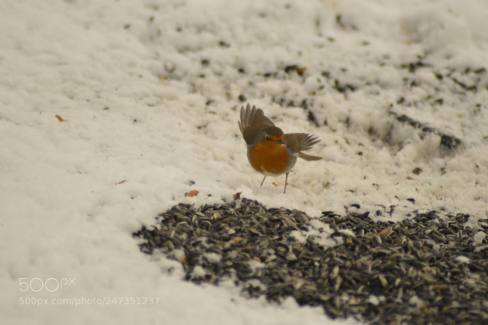 Nikon D3200 sample photo. Robin in the snow photography