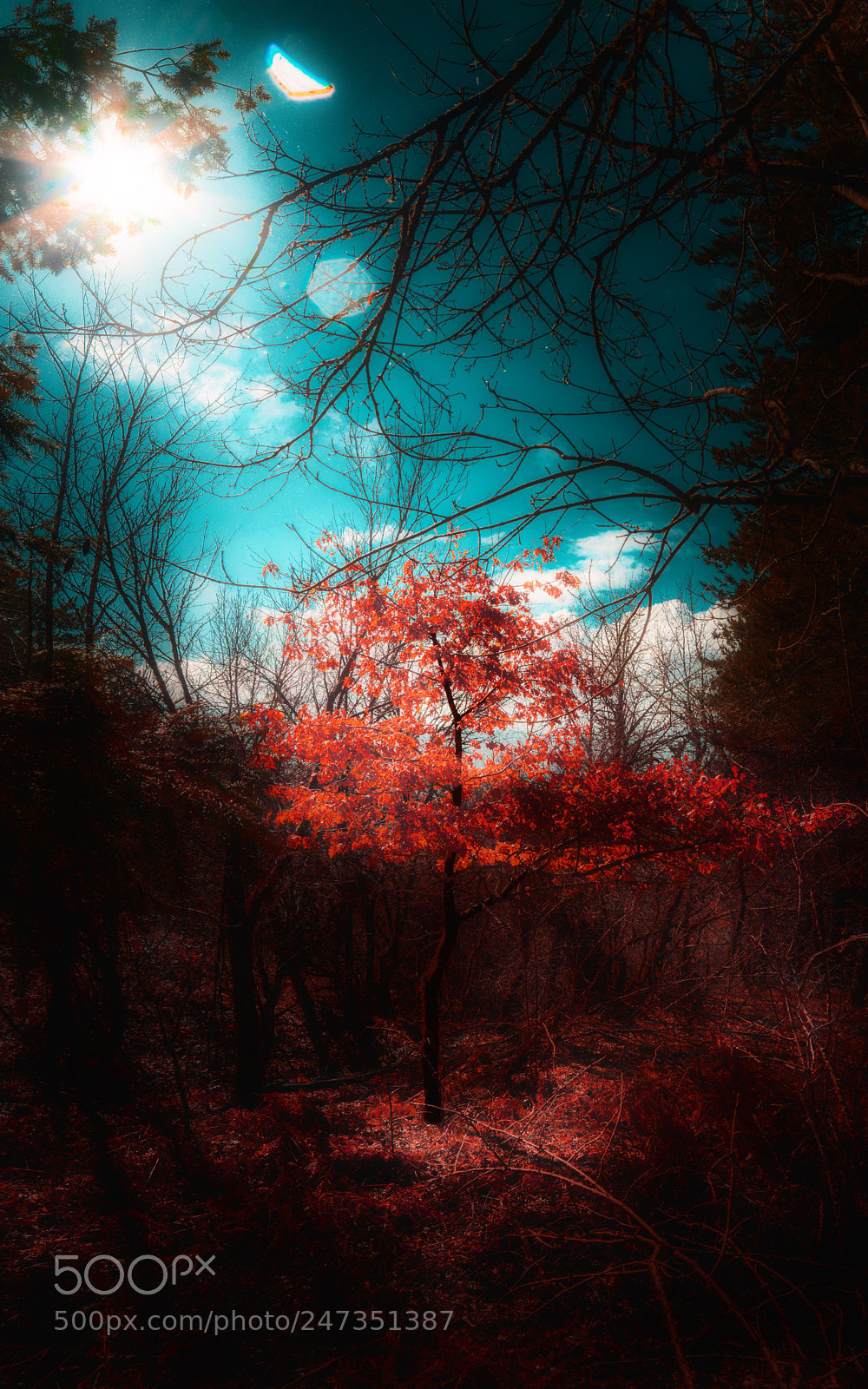 Nikon D7100 sample photo. Red tree photography