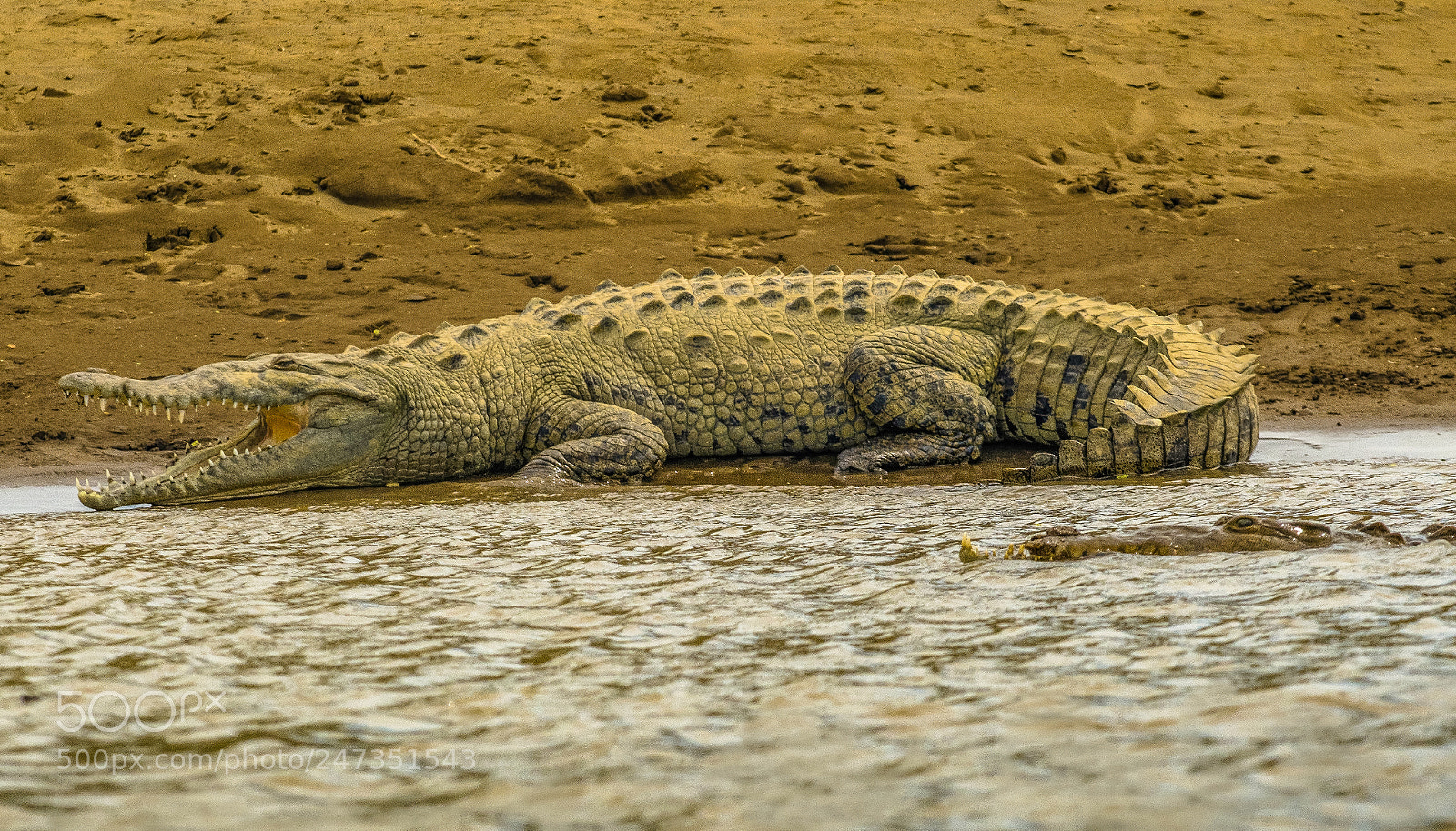 Nikon D500 sample photo. Crocodile photography