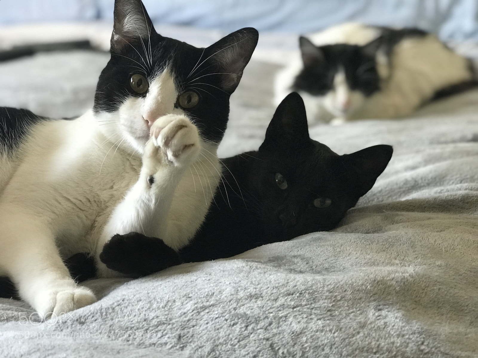 Apple iPhone 7 Plus sample photo. My adorable kittens, after photography