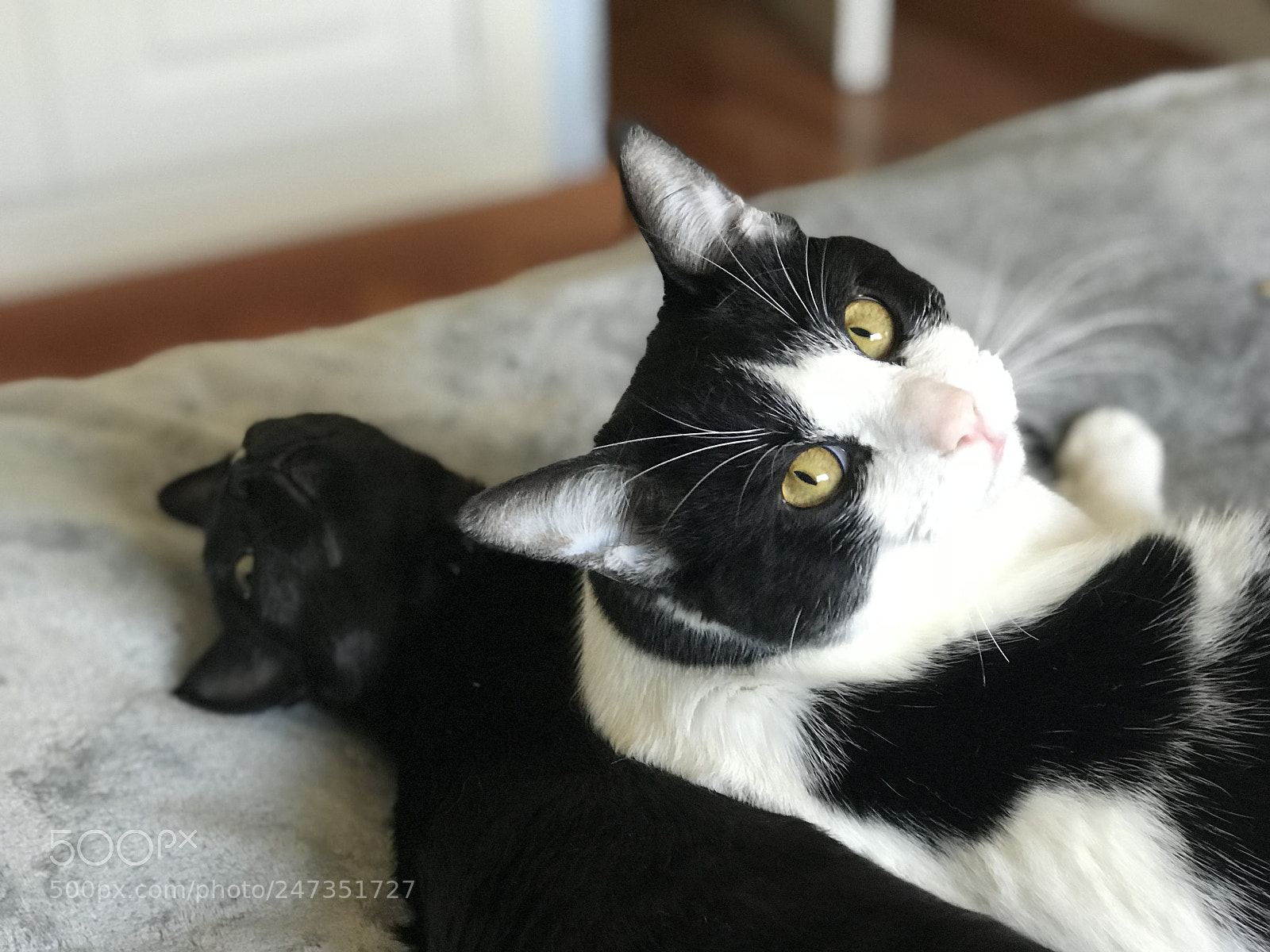 Apple iPhone 7 Plus sample photo. Miau photography