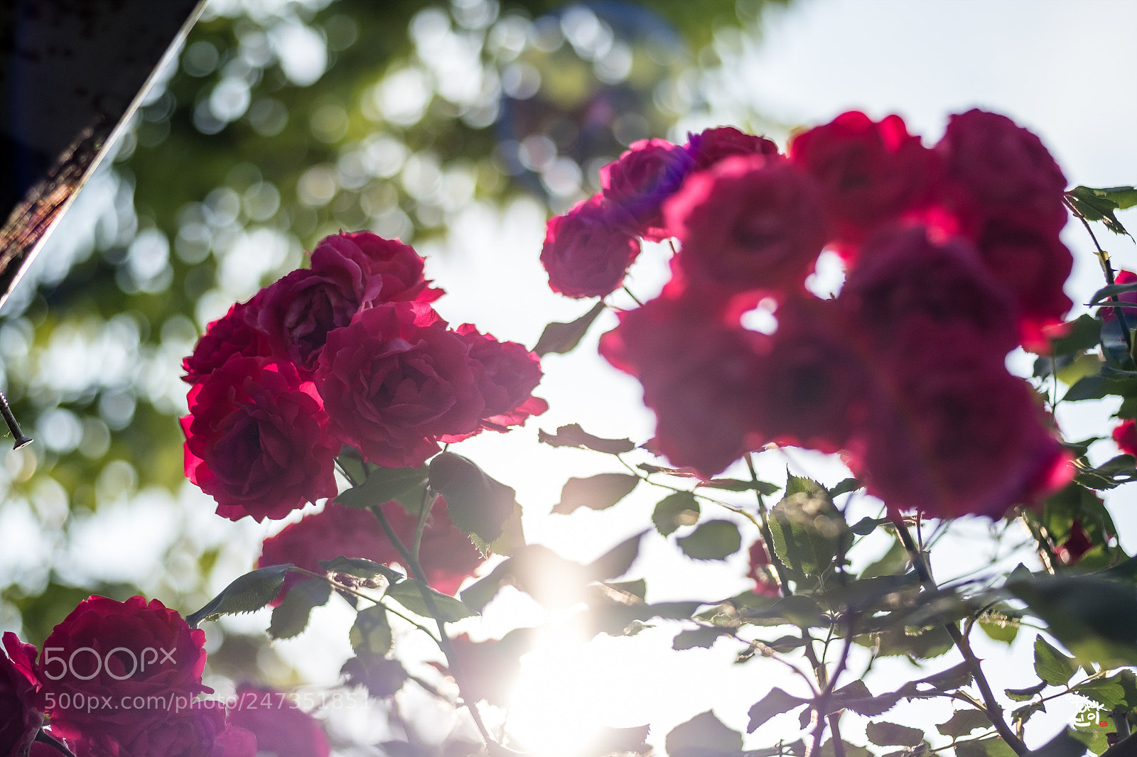 Fujifilm X-T2 sample photo. Rose photography