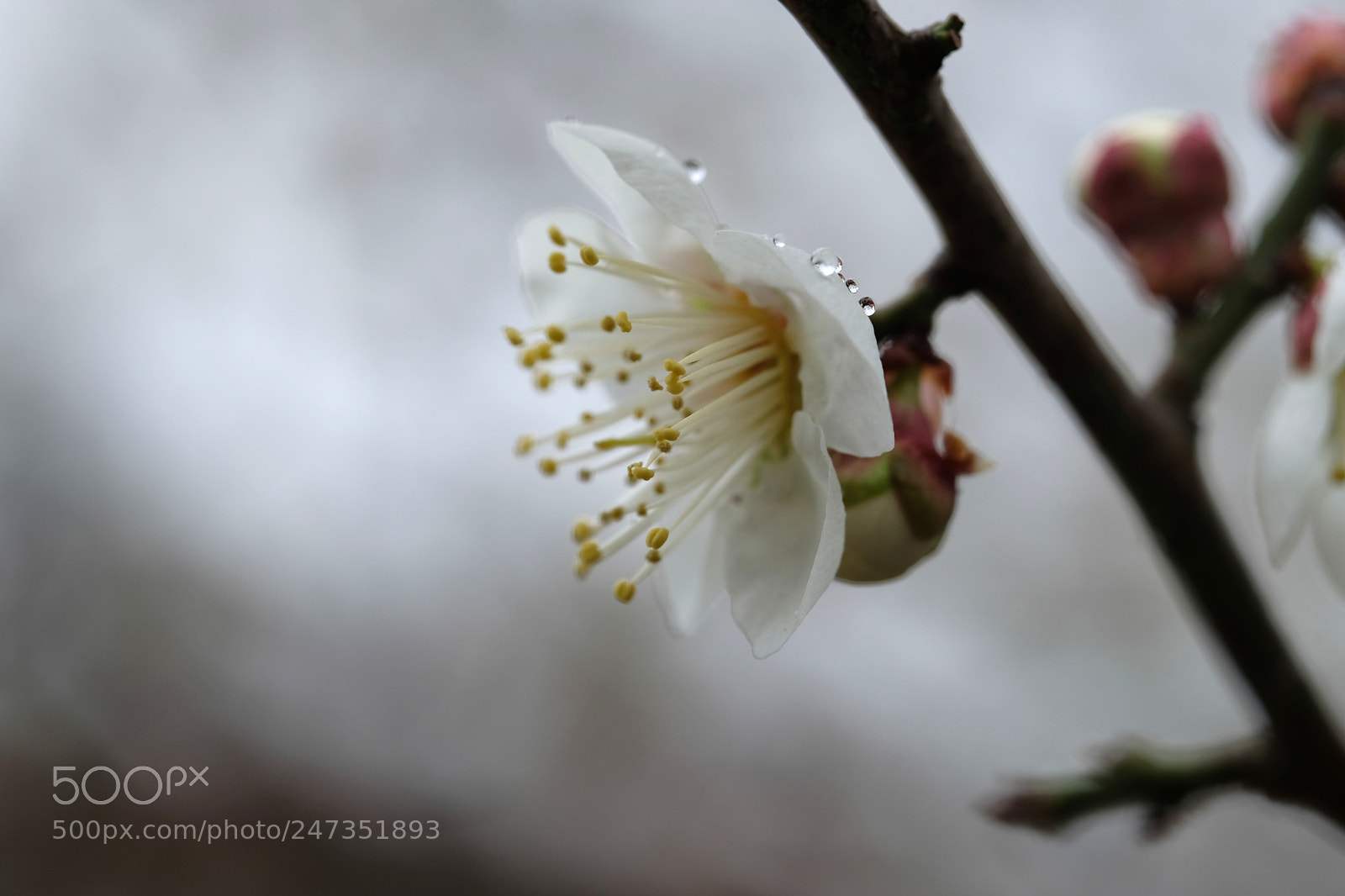Fujifilm X-T2 sample photo. Untitled photography