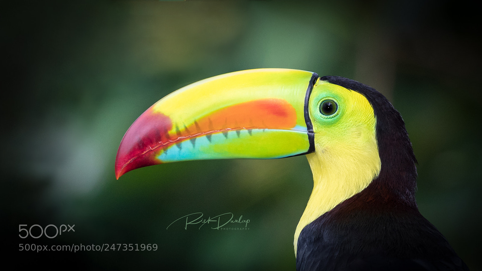 Canon EOS 5D Mark IV sample photo. Keel-billed toucan, costa rica photography