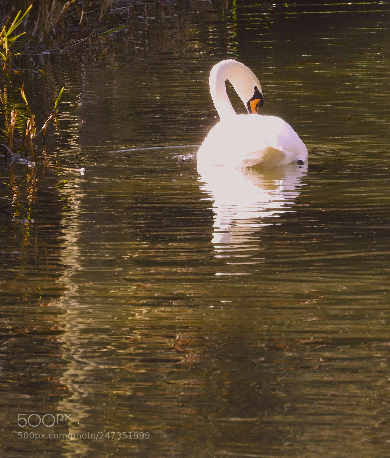 Nikon Coolpix B700 sample photo. Shimmering swan photography