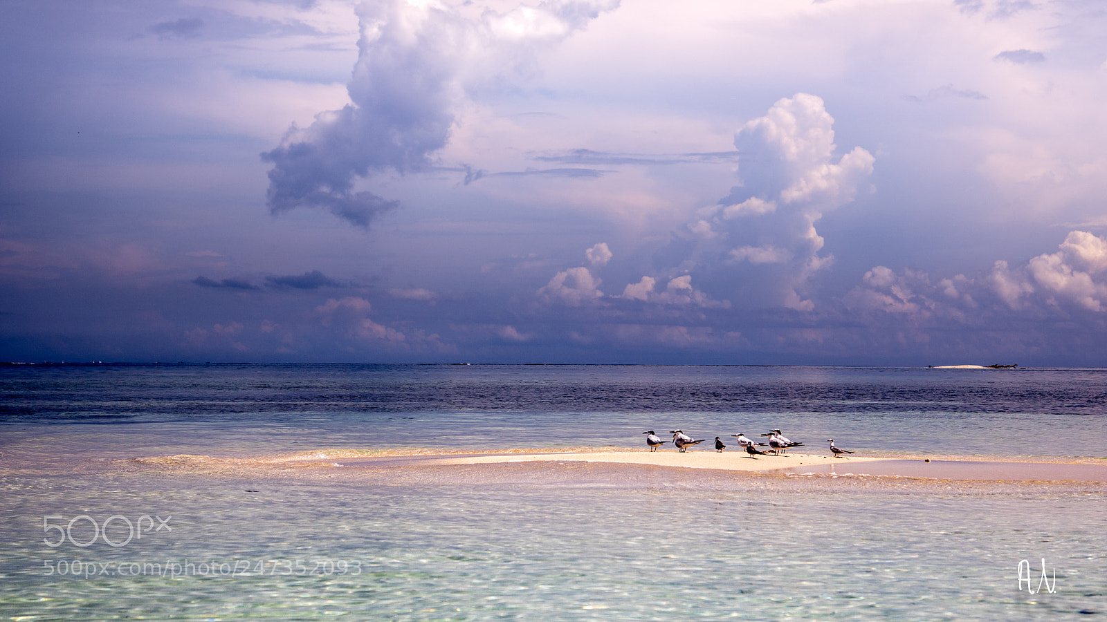 Canon EOS 750D (EOS Rebel T6i / EOS Kiss X8i) sample photo. Seagulls photography