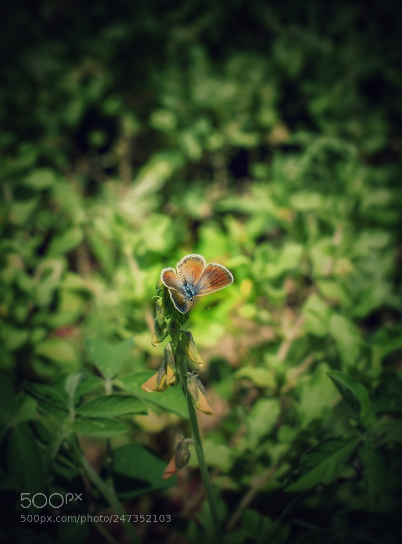 Nikon D3400 sample photo. Baby butterfly photography